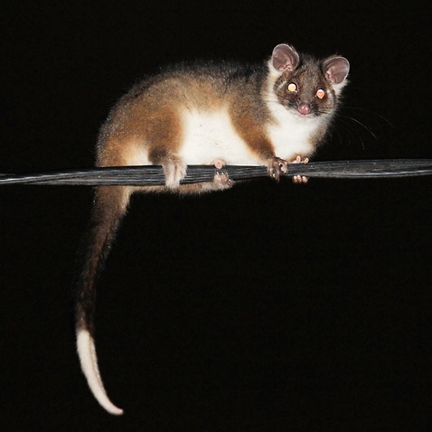 A ringtail possum (AAP)