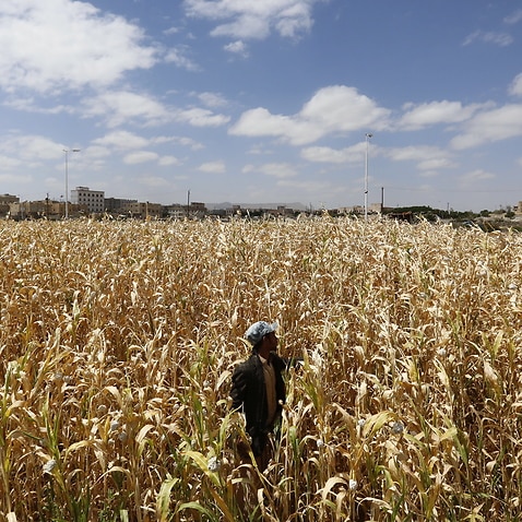A farmer works at a white sorghum field on World Food Day, in Sana'a, Yemen.