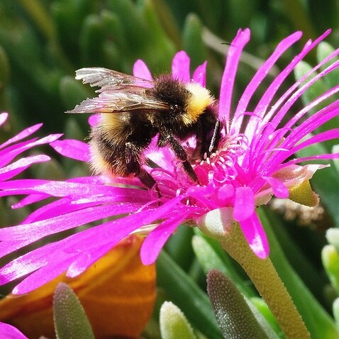 A bee is busy pollinating a flower on May 20, 2020.