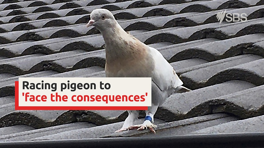 This Pigeon Could Be About To 'face The Consequences' Of Illegal Entry ...