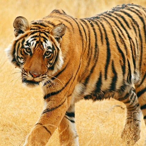 Royal Bengal / Indian Tiger (Panthera tigris)