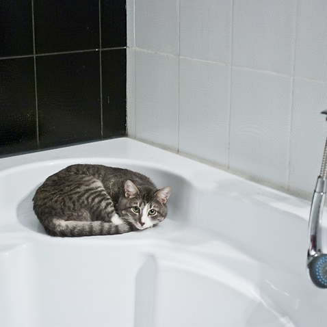 怕洗澡的猫