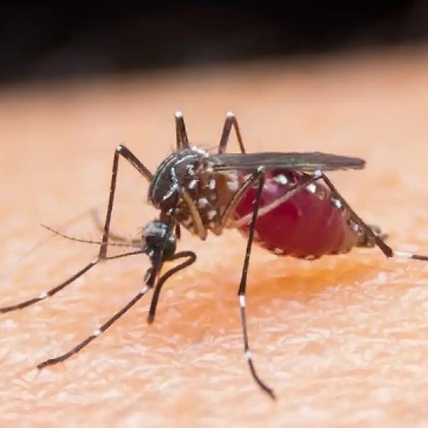 Japanese encephalitis virus mosquito