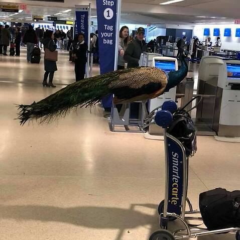 A peacock was denied entry onto a flight.