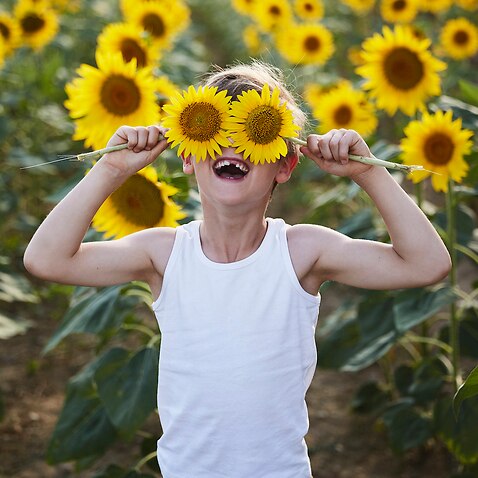A child in a sunflower field.