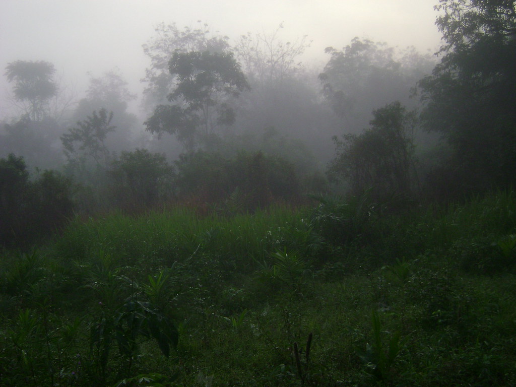 The misty morning calm of an Indonesian forest.