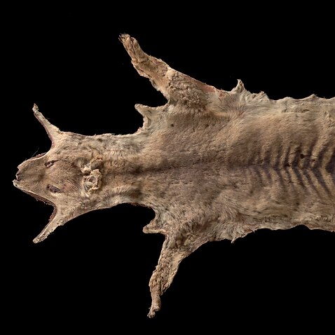Dieses gut erhaltenes Fell des Tasmanischen Tigers wurde gefunden.