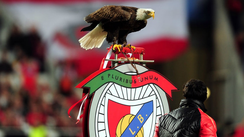 Benfica's mascot eagle returns after flying away before game | The