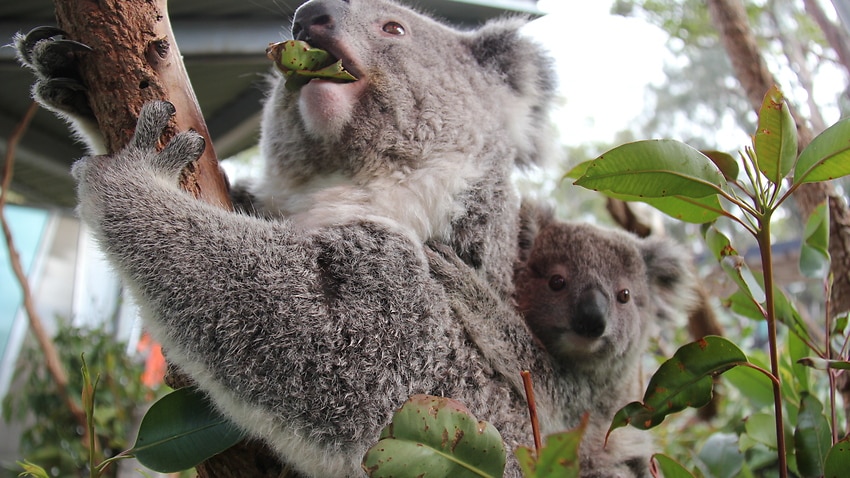Коала сумка. Зоопарк Таронга коалы. Сумчатый коала сумка. Сумчатый медведь коала сумка. Коала в Московском зоопарке.