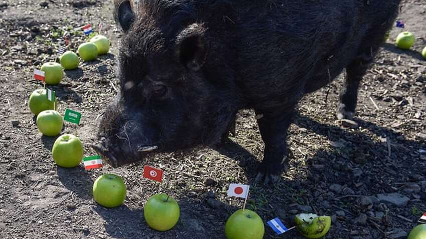 Image for read more article 'Mystic pig who predicted Trump win picks World Cup semi-finalists'