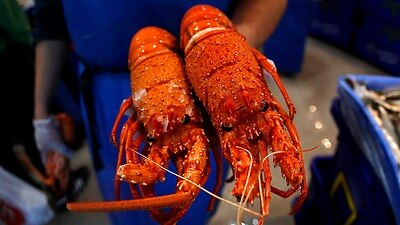 贸易冲突升级 澳洲活龙虾进口中国受阻