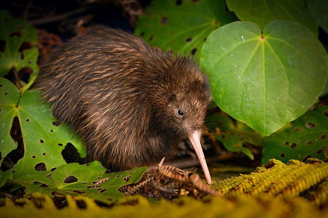 Kiwi comeback The plan to reintroduce New Zealand's national bird to