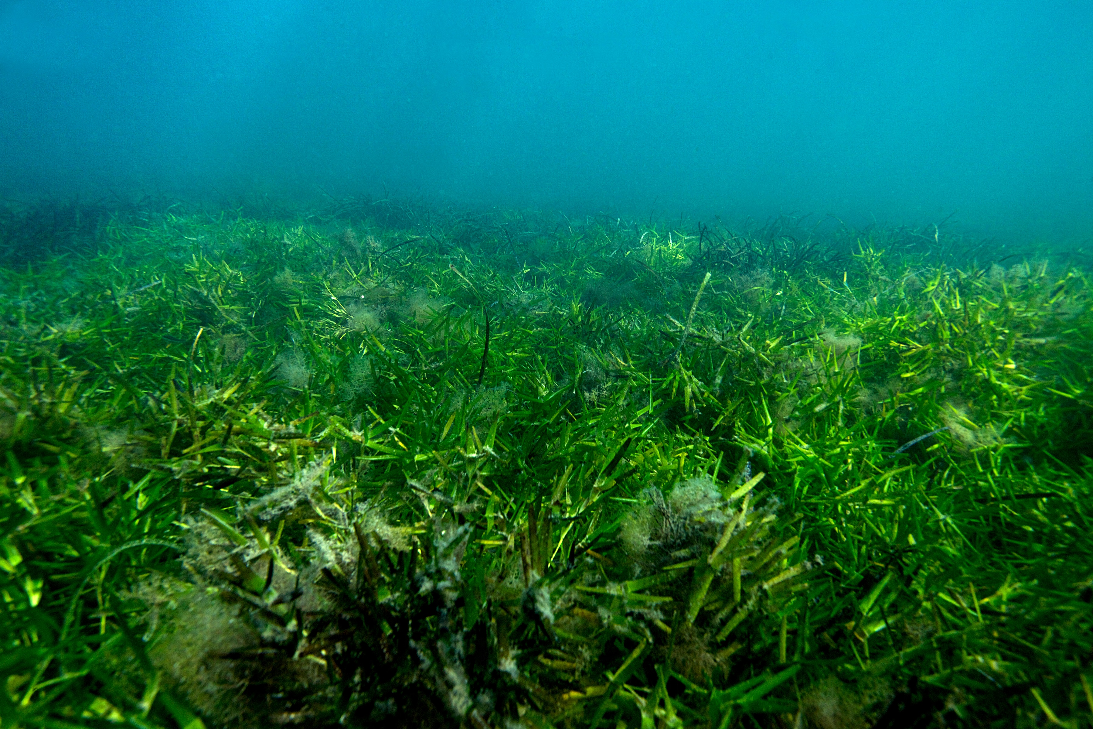 In a photo provided by Gary Kendrick, sea grasses in Shark Bay, on Australia's west coast. 