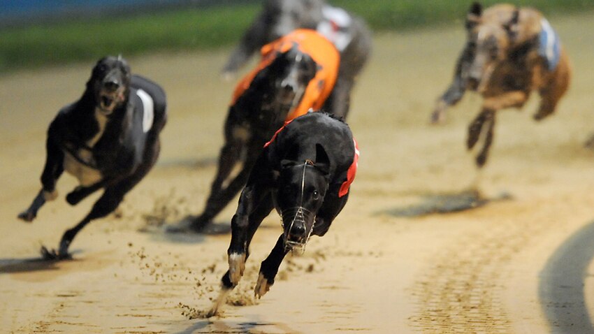 Overbreeding threat to greyhounds future | SBS News