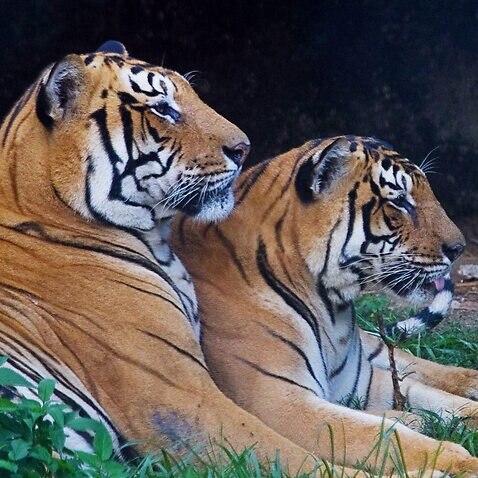 A couple of Bengal Tigers are seen resting at the central Zoo in Kathmandu, Nepal, 26 August 2012. According to a tiger census conducted last year, a total of 121 breeding tigers live in protected areas in the country.  EPA/NARENDRA SHRESTHA
