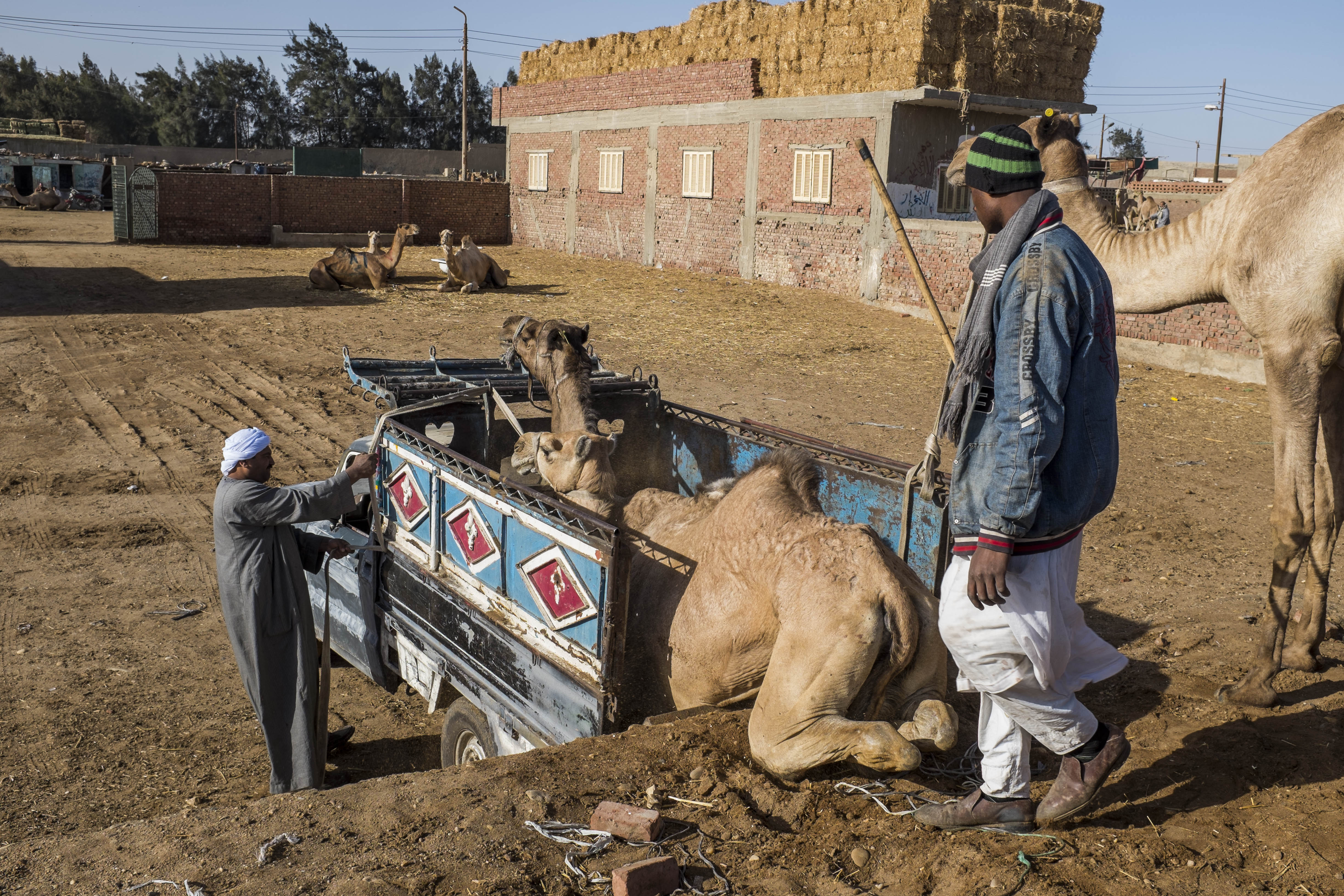 The rampant mistreatment of horses, camels and donkeys at major attractions like the Egyptian pyramids has prompted calls for visitors to boycott rides. The rampant mistreatment of horses, camels and donkeys at major attractions like the Egyptian pyramids has prompted calls for visitors to boycott rides.
