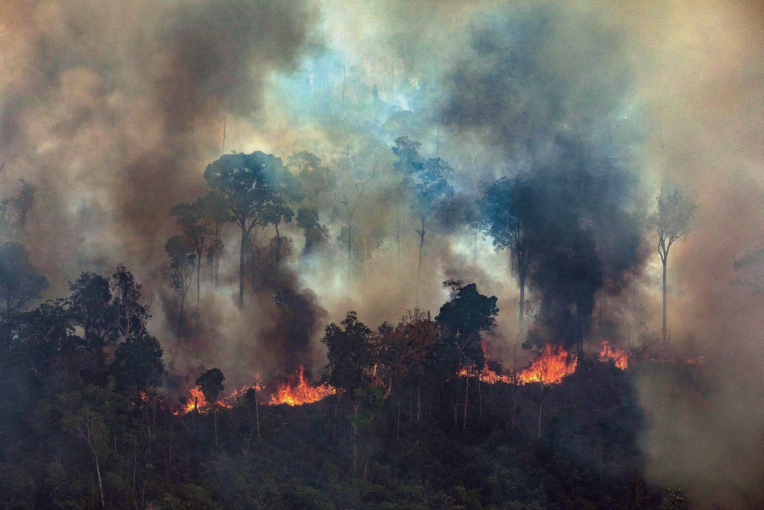 Calls to preserve Australia's rainforests as fires rage in