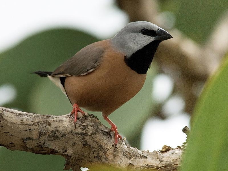 A southern black-throated finch.