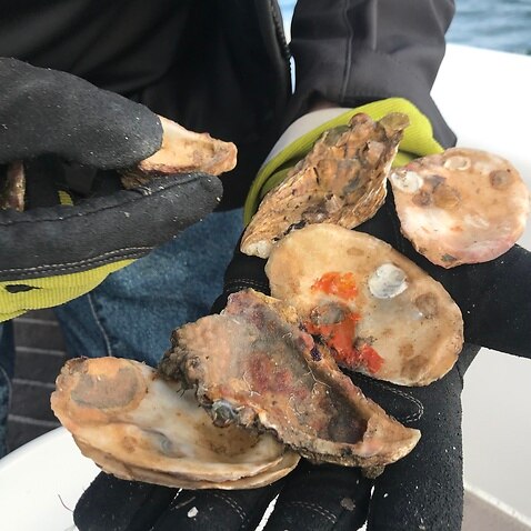 Oyster spat 