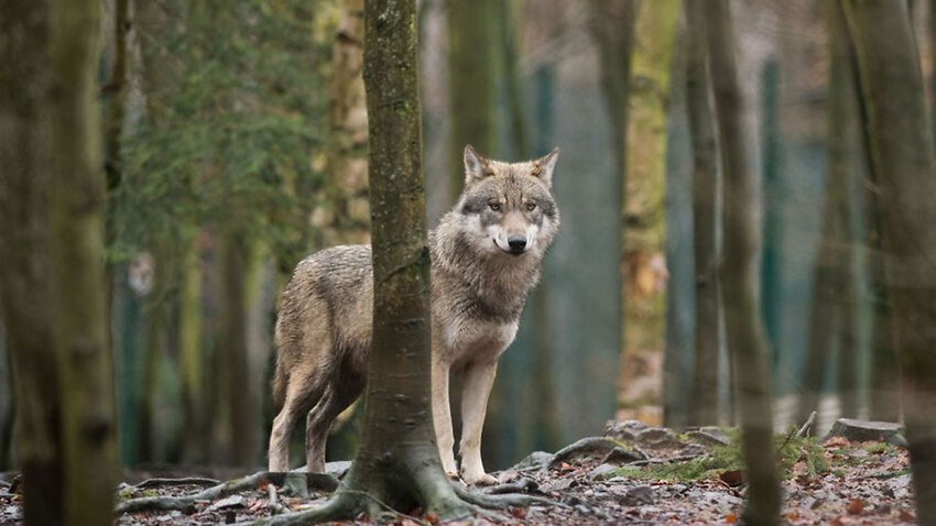 Image for read more article 'Wild wolf found in Belgium for first time in more than 100 years '