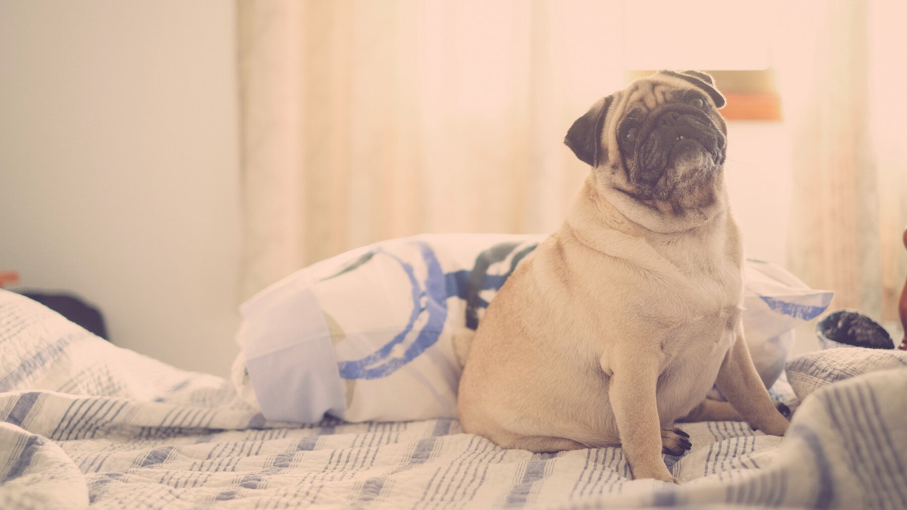 Bloating in dogs can be caused by many conditions.