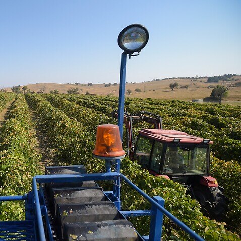 A worker drives a mechanical wine harvester through a vineyard.