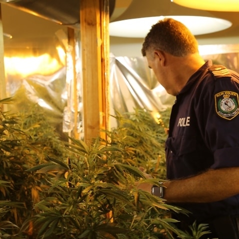 Police, raid, cannabis plants, hydro house