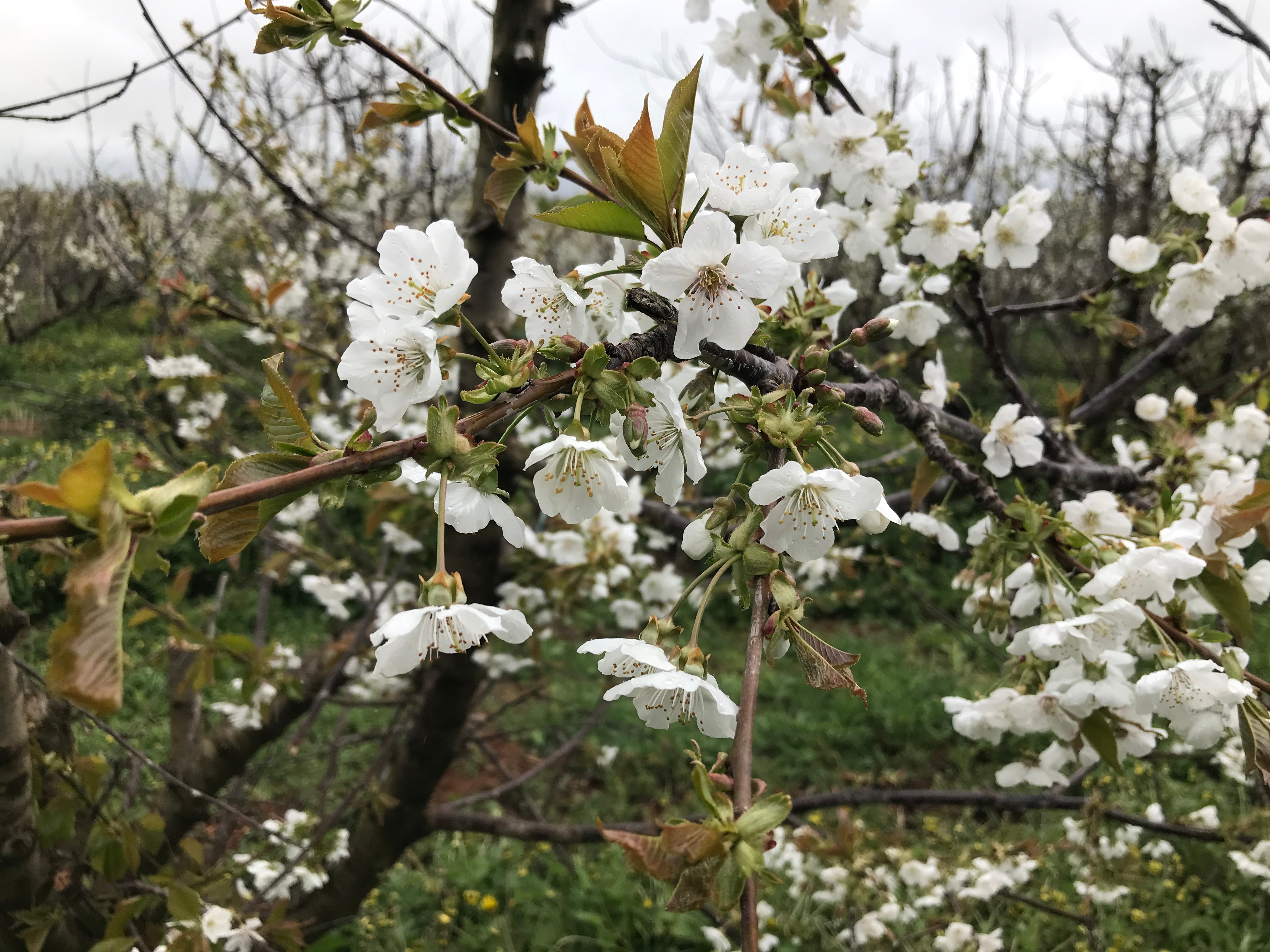 The cherry blossoms are set to drop in the coming weeks, and then the cherries will ripen.