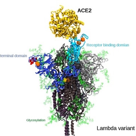 Can Lambda strain of corona virus be controlled by vaccination?