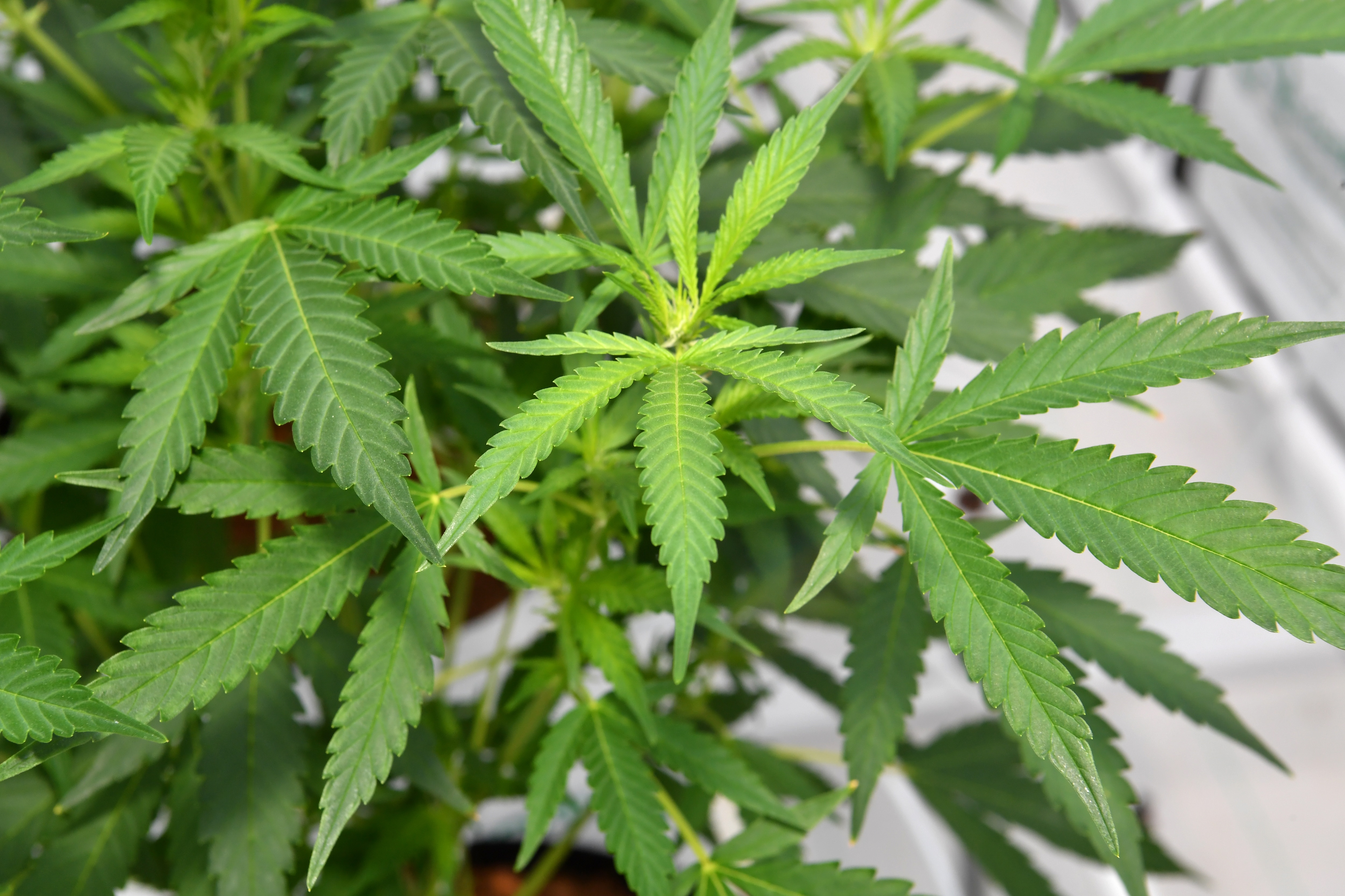 Cannabis plants are seen growing at Medifarm on the Sunshine Coast.