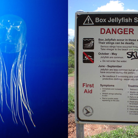 box jellyfish seen in water and warning sign 