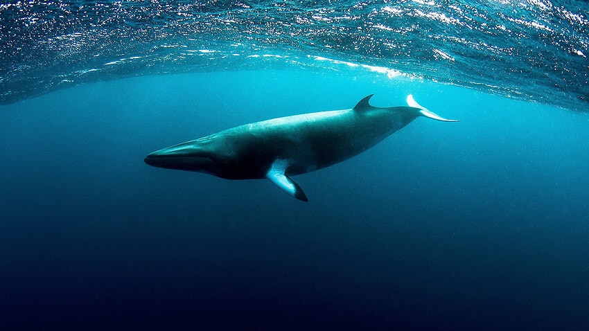 The hunt for minke whales in Iceland has come to end.