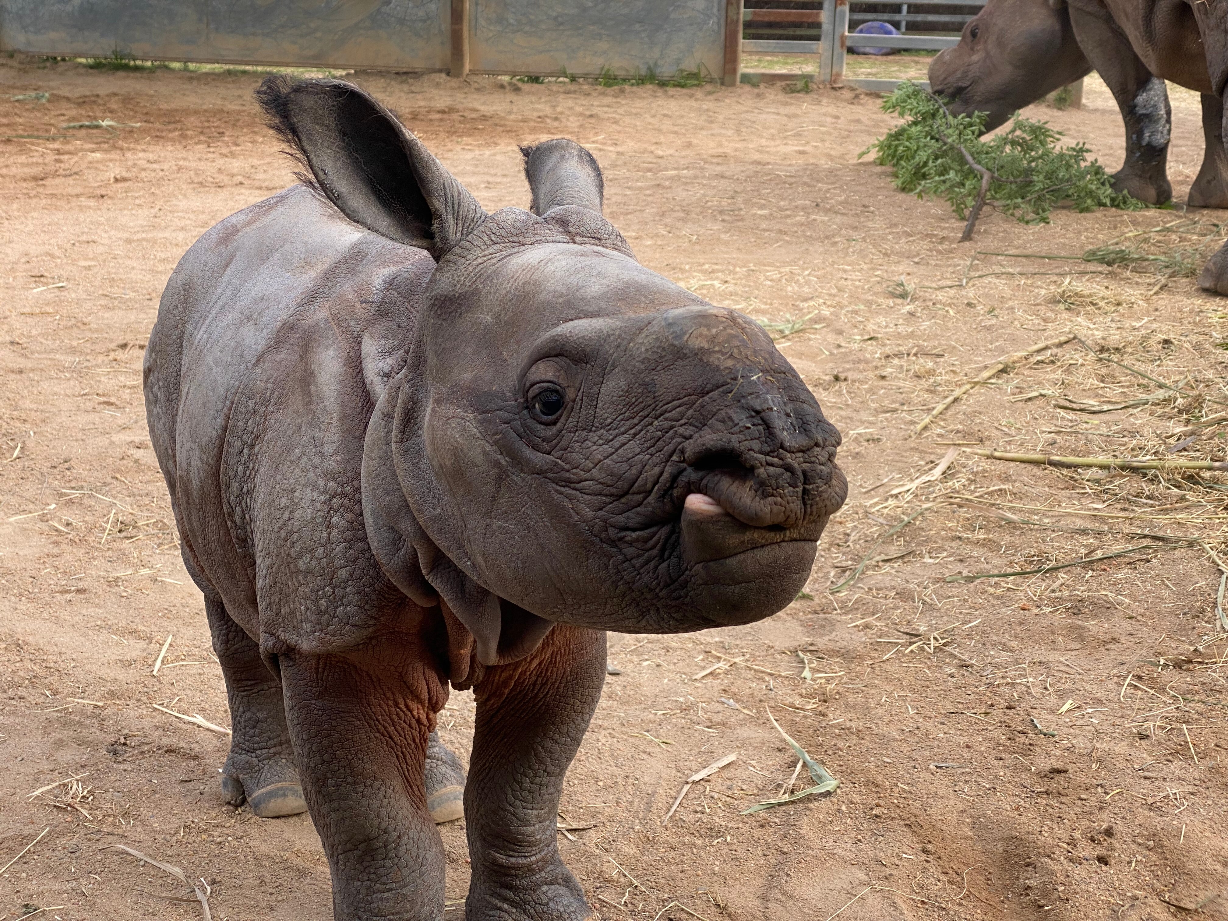 Greater One-horned rhino calf, Hari, born in Taronga Western Plains Zoo, Dubbo NSW.