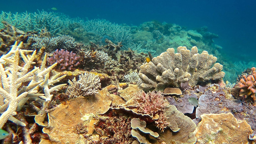 Reef bleaching to be 'annual event': study | SBS News