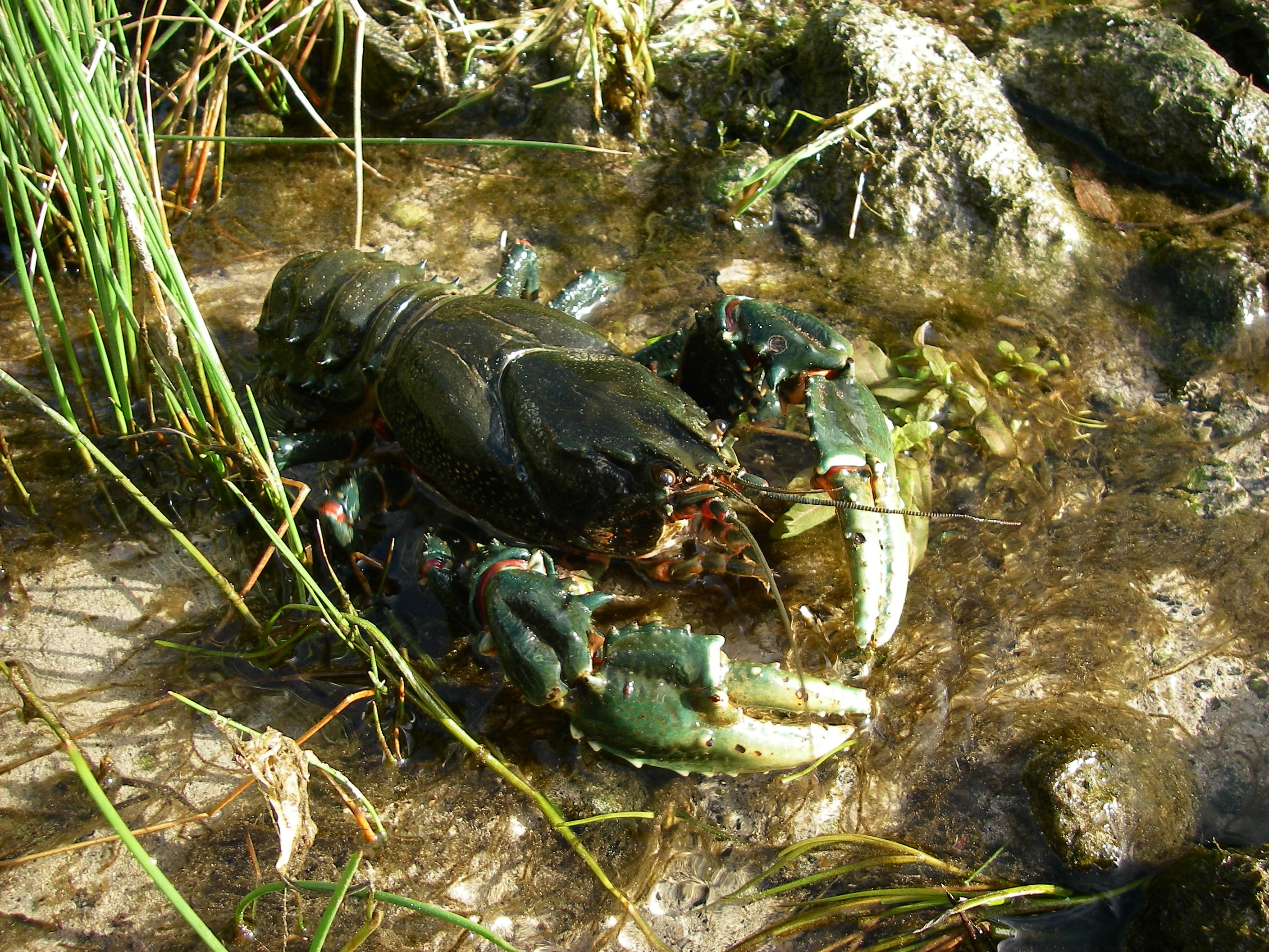 There are 22 species of spiny crayfish that need urgent intervention following the bushfires.