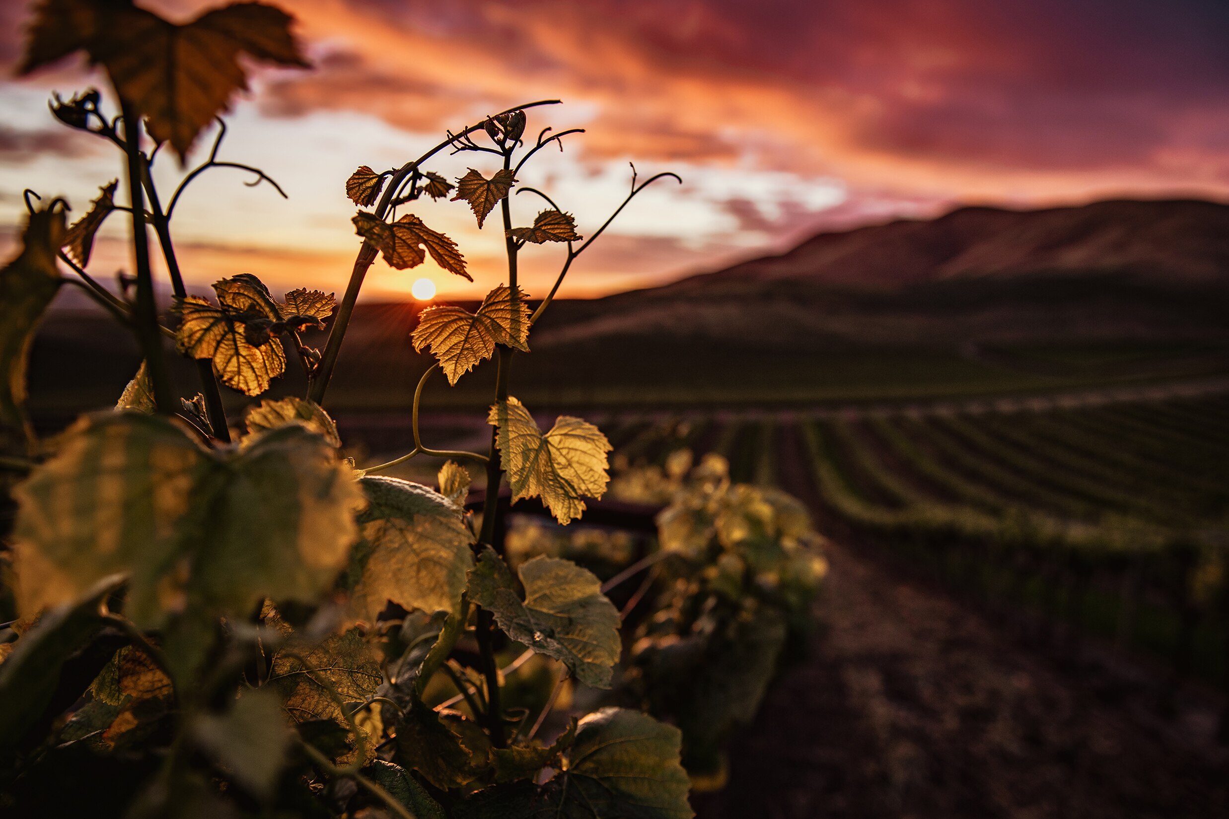 A sunset scene at the vineyard 