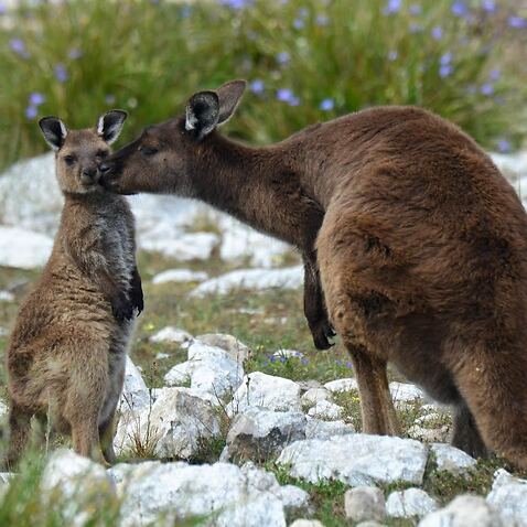 Two kangaroos getting cuddly on Kangaroo Island, off the south coast of South Australia. The sub-species of Western Grey kangaroos is endemic to the island.