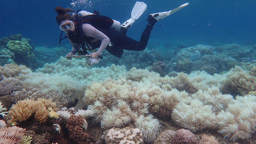Image for read more article 'The discovery giving the Great Barrier Reef a fighting chance'