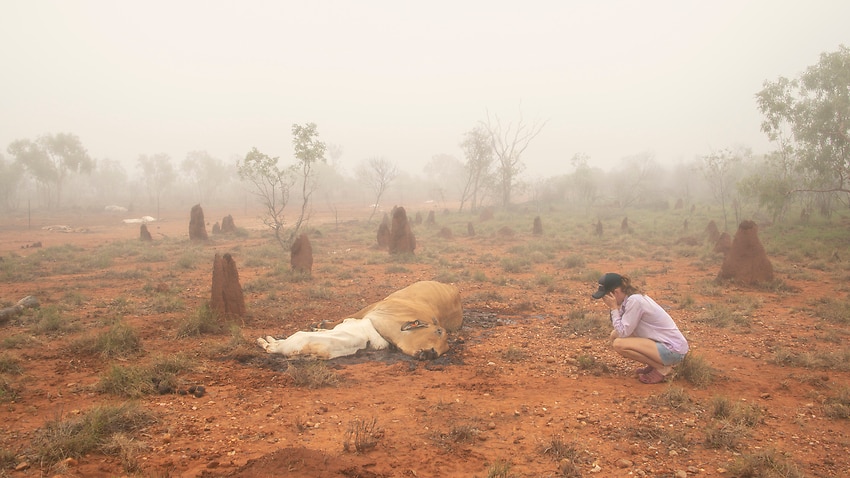 Farmer Who Lost Thousands Of Cattle In Queensland Floods Urges Banks To ...