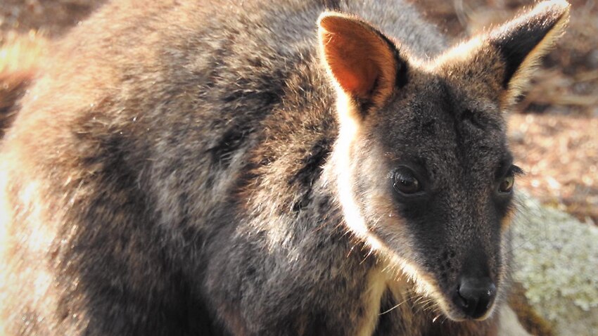 Image for read more article 'Back from the brink: new hope for an Australian species rescued from Black Summer bushfires'