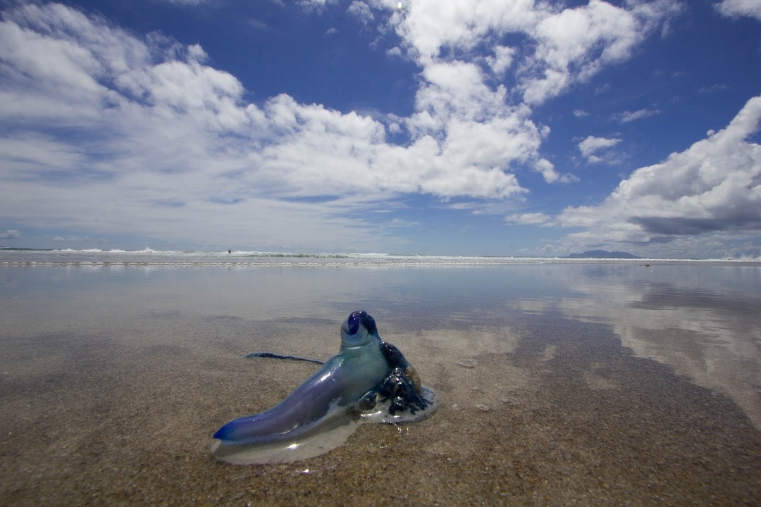 Never Seen Anything Like This Thousands Stung By Bluebottles In