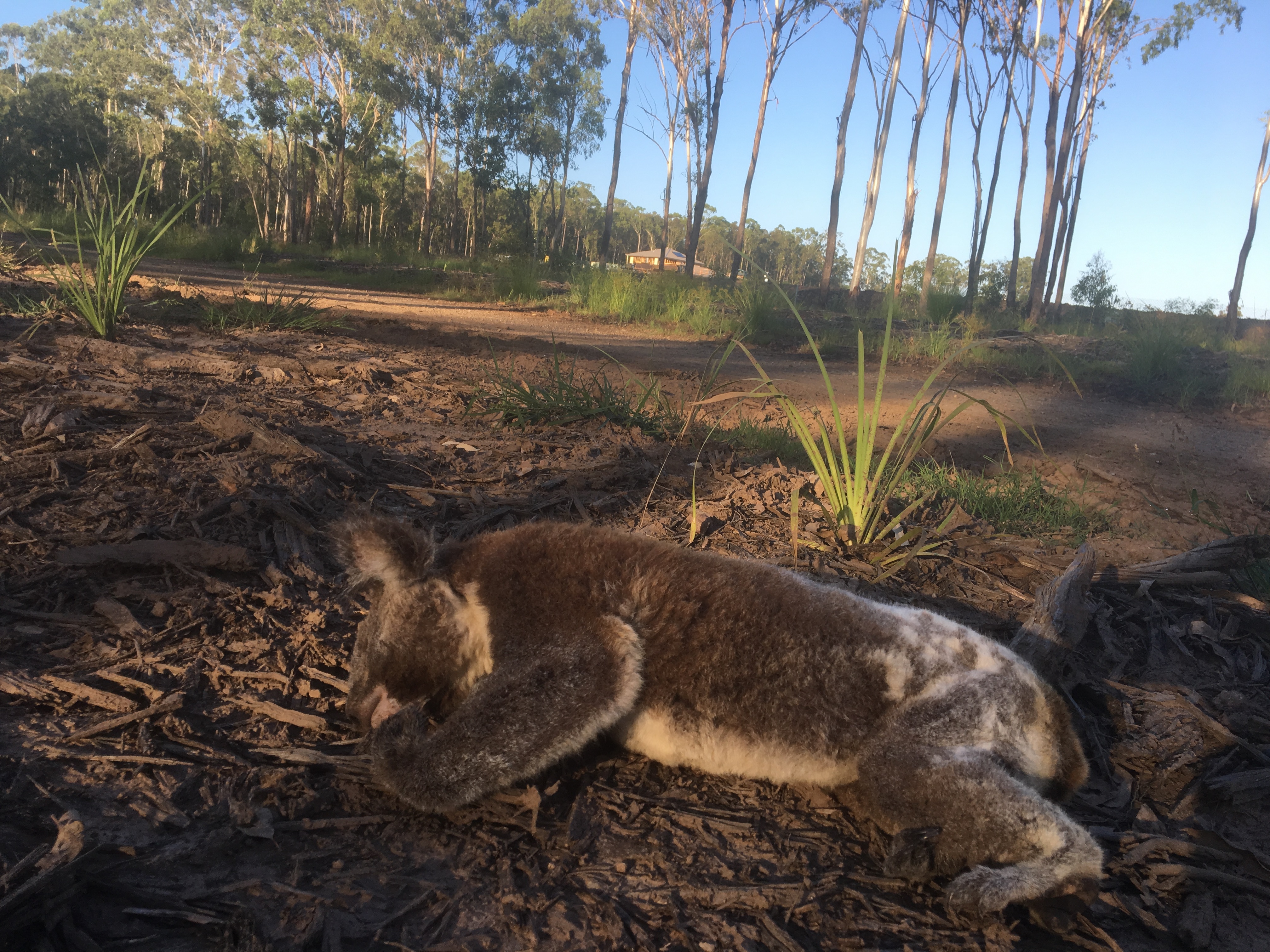 A dead koala found in Collingwood Park, Queensland, in January 2017.