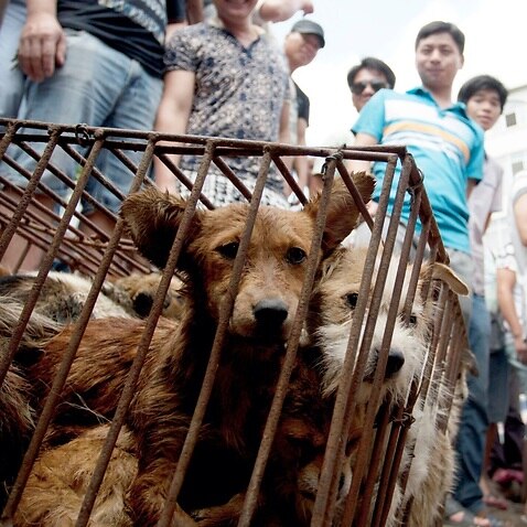 File image of dogs in cages sold by vendors at the 2015 edition of the festival (AAP)