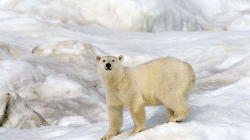 Image for read more article 'Polar bear 'invasion': How climate change is making human-wildlife conflicts worse'