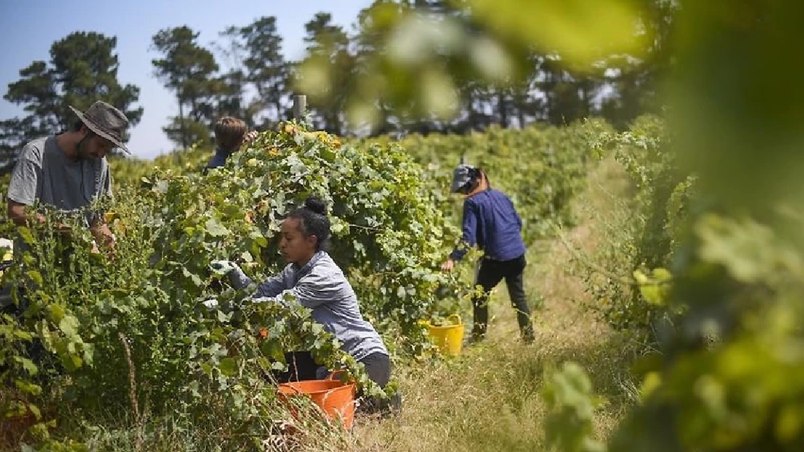 A new agriculture visa won't be in place for the upcoming summer of fruit harvesting. (AAP)