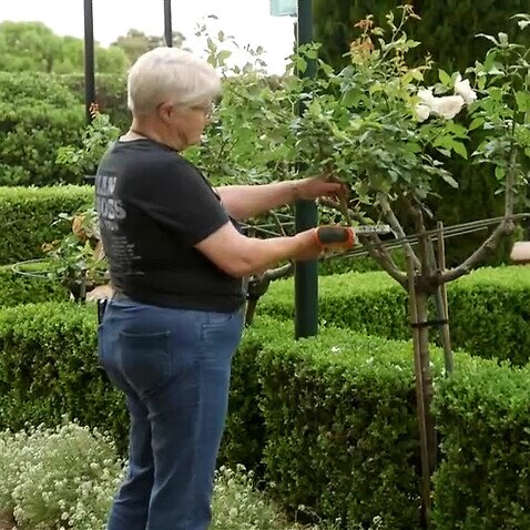 Ashlie Stevenson working in the garden (SBS)