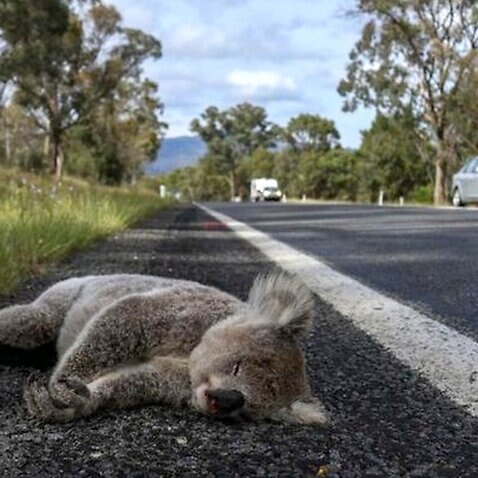 Koala muerto en la carretera