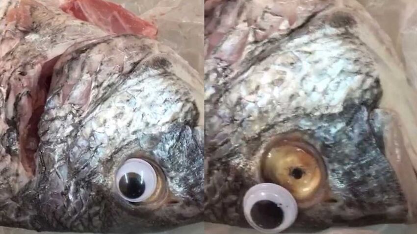 Images of the stick-on eyes falling off the fish were circulated on social media.