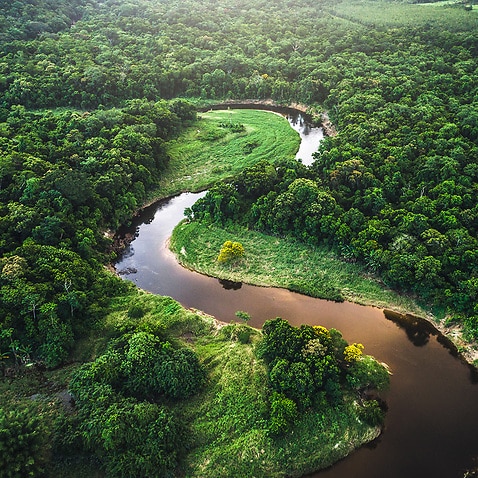 Mata Atlantica - Atlantic Forest in Brazil