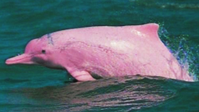 The pink dolphins of Hong Kong | SBS News